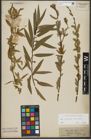 Foto von Salix purpurea L. x Salix viminalis L.